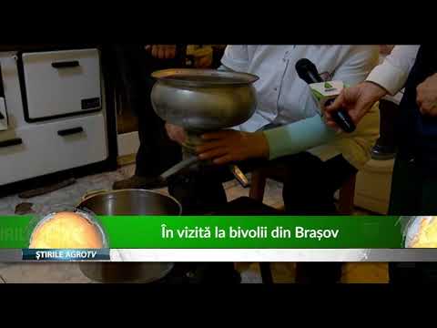 In vizita la bivolii din Brasov 19 12 2019