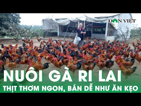 , title : 'Nuôi Gà Ri Lai Con Nào Cũng "Thon Thả Eo Ót", Thịt Thơm Ngon, Bán Dễ Như Ăn Kẹo | Báo Dân Việt'