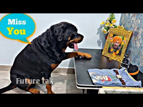 😭 Jaswinder Bhalla Dog Heart Touching Video | Jaswinder Bhalla Last Video will make you Emotional