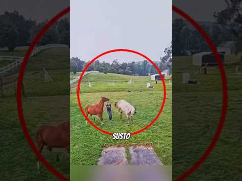 CUIDADO CON ESTOS ANIMALES #shorts #viral #animalescuriosos