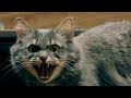 Hissing Cat Stock Video