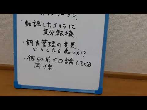 大型類人猿はめまいを起こす