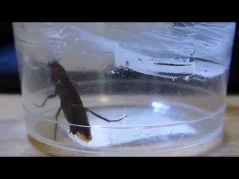 วิธีกำจัดสัตว์