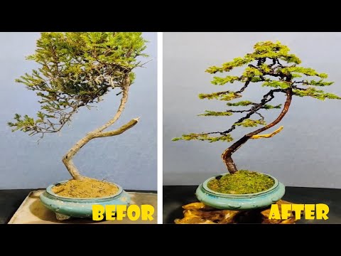 How to bend and prune great bonsai - A guide for beginners to bonsai #13