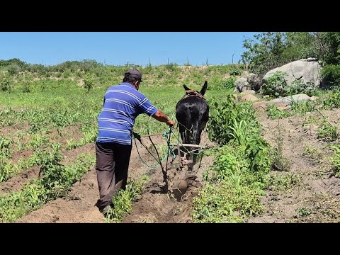 Mais um dia de trabalho do Fuscão Preto na Clarinha Itapetim PE em 10-03-26