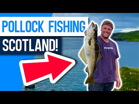 Lure Fishing for Pollock from the Shore! Sea Fishing Scotland