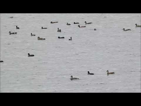 Ptactwo jeziora Ptasi Raj