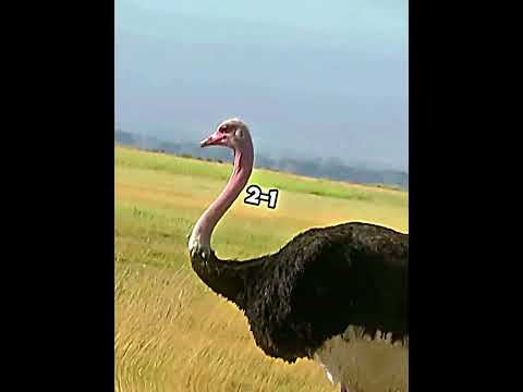 Moa vs Ostrich