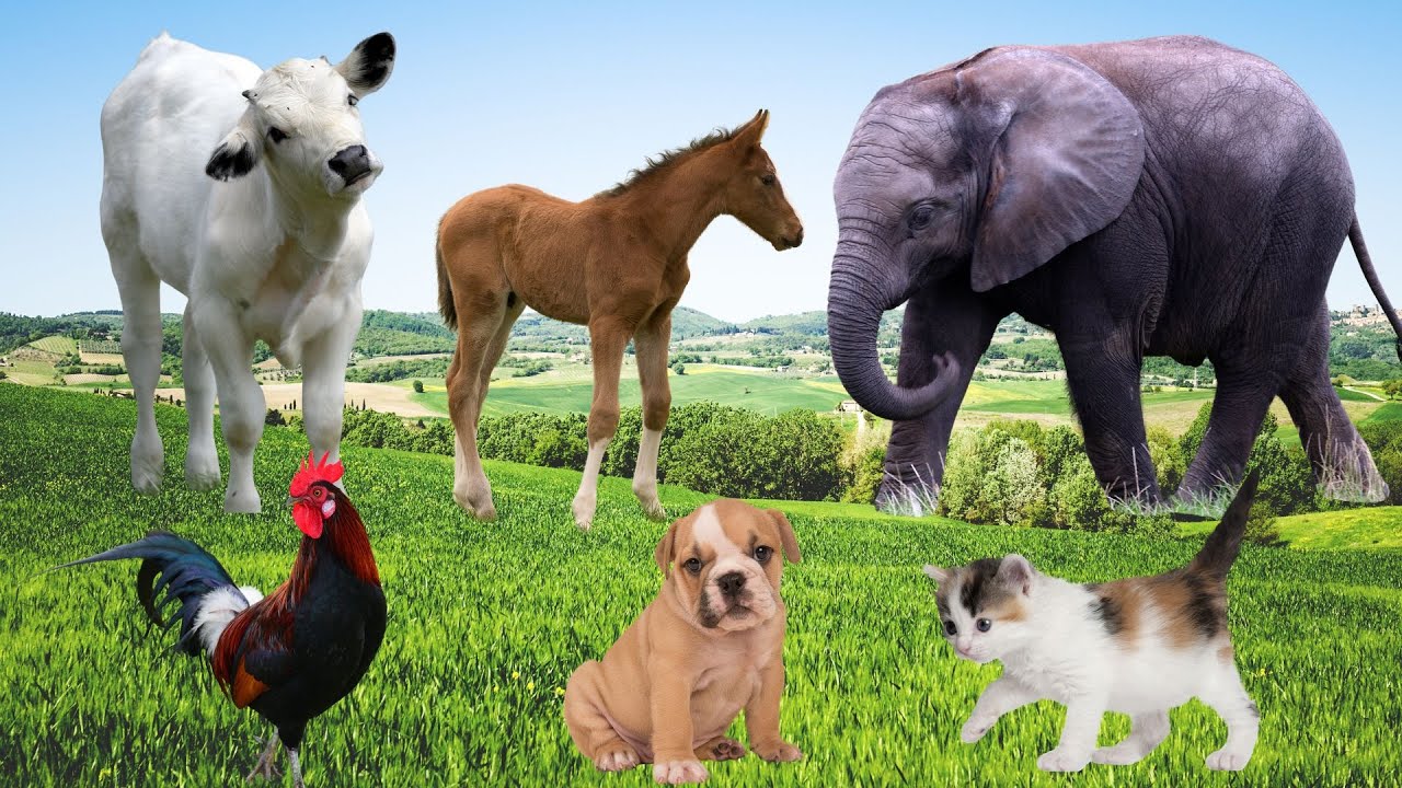 Lovely Animal Moments | Cow, Cat, Horse, Elephant, Chicken – Lovely Animals