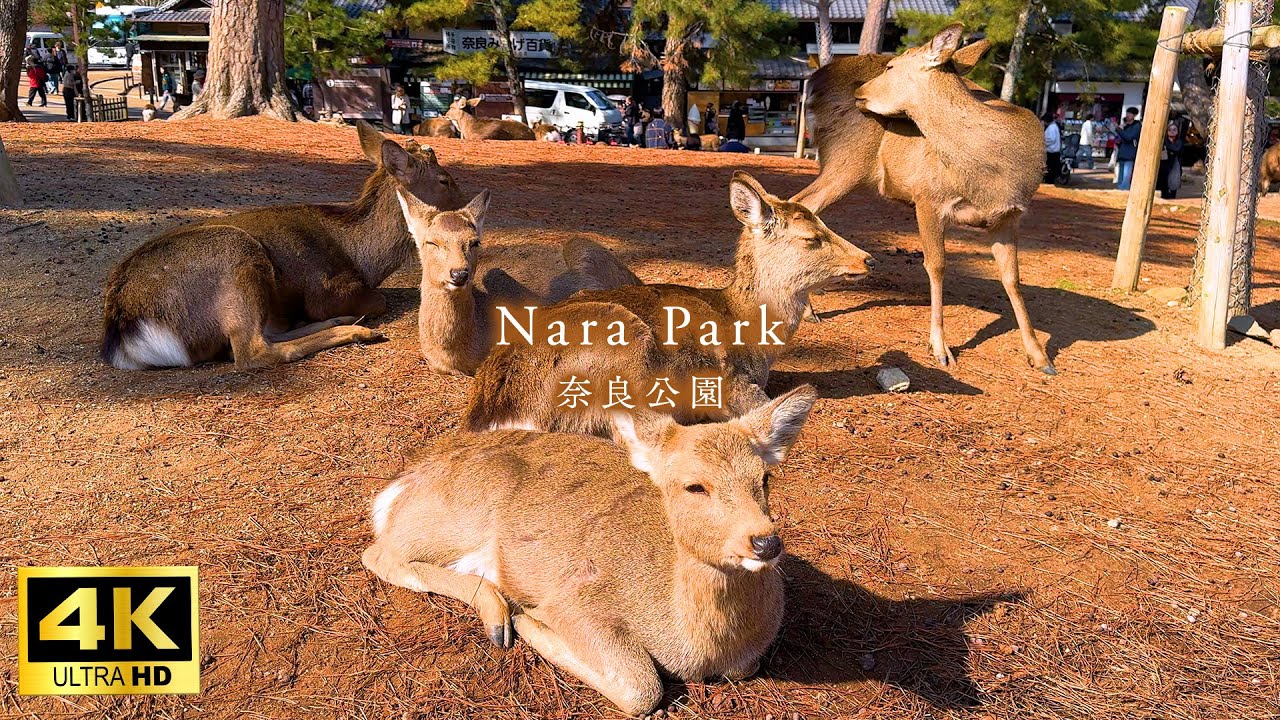 【4K Japan Walk】Walking around Nara Park, a popular spot for foreign tourists
