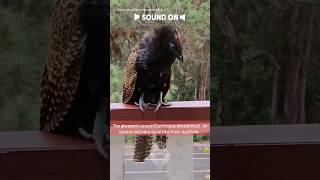 Download lagu Serenade Menyeramkan dari Alam 😨 (Pheasant Coucal) #alam #burung #suaraburung mp3 Download lagu Serenade Menyeramkan dari Alam 😨 (Pheasant Coucal) #alam #burung #suaraburung mp3