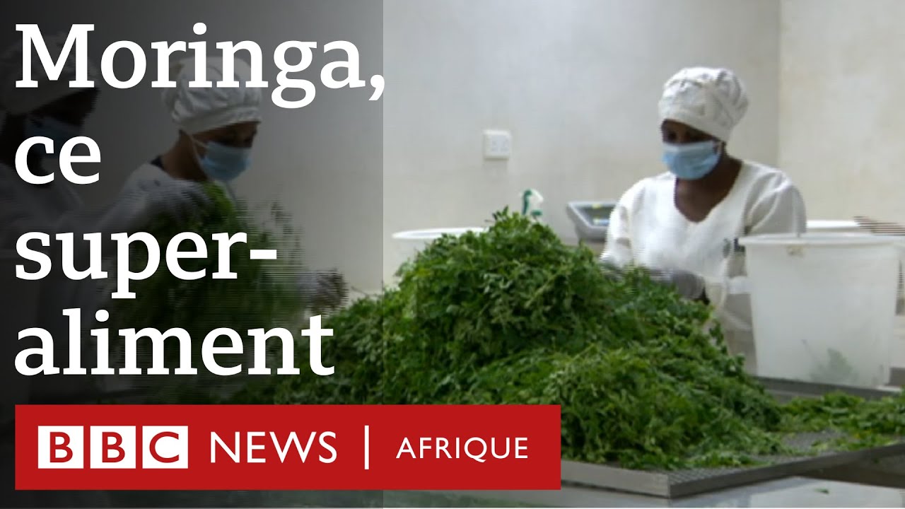 The Moringa Business, the “Superfood” – Entrepreneurship in Africa