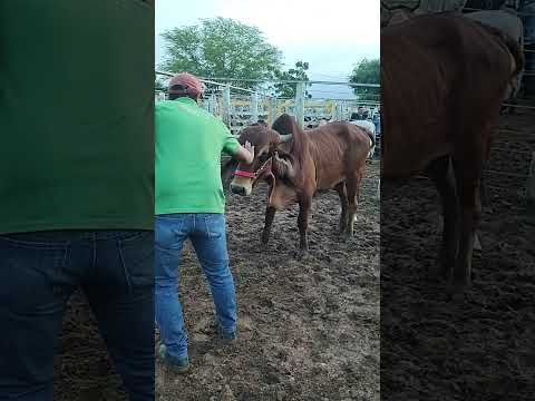 FEIRA DO GADO EM CIPÓ BA