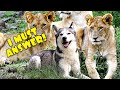 My Husky Reacts to Animal Sounds: Laika’s Intrigued by Lion and Wants Chicken!