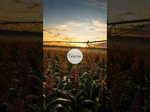 FAZENDA ARRENDAMENTO RURAL PARA HF - 180 HECTARES - IPAMERI-GO