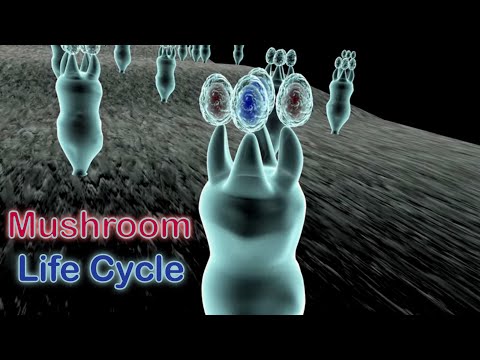 Life Cycle of Mushrooms in the Phylum Basidiomycota