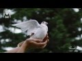 White Dove Filmed With 2000fps Ultra Slow Motion In Cluj