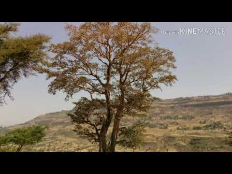 Bilisummaa Raggaasaa- Salaale dhooqa dhooqa