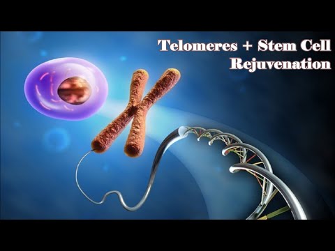 ❋ Regenerieren Sie Ihre Telomere! ~ Bleiben Sie für immer jung ~ Sanfte Regengeräusche