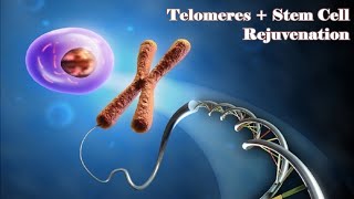 Download lagu ❋ Stem Cell and Telomeres Rejuvenation ~ Eternal Youth   Healthy Body ~ Gentle Rain Sounds mp3 Download lagu ❋ Stem Cell and Telomeres Rejuvenation ~ Eternal Youth   Healthy Body ~ Gentle Rain Sounds mp3