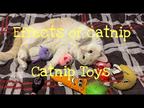 CATNIP TOYS AND CATS