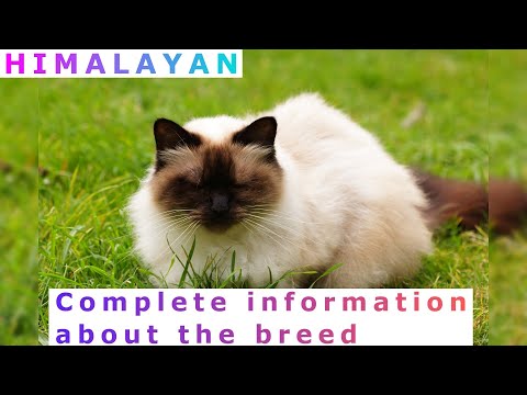 Himalayan or Colorpoint Persian. Pros and Cons, Price, How to choose, Facts, Care, History