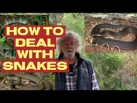 How to deal with snakes safely: Expert tips on the Great Ocean Walk Trail, with Walk91