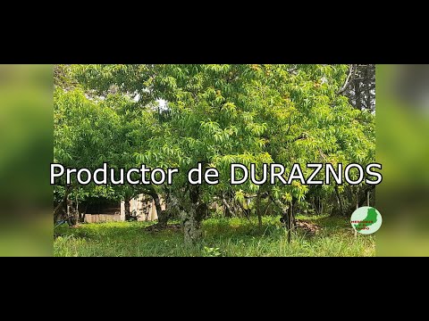 Productor de Duraznos I Agricultor pionero en la actividad frutícola