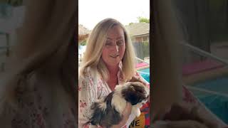HAPPY ADOPTION DAY PUPPY BRYNN! HAPPY ADOPTION DAY PUPPY BRYNN!