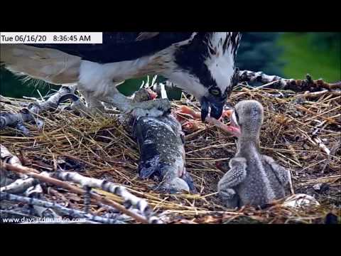 Dunrovin Ranch Osprey Video_2020-06-16_090714-Fish #1 Lg Pike