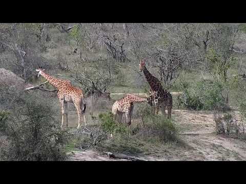 Djuma: Giraffes-Pt:2 - 14:28 - 10/07/20
