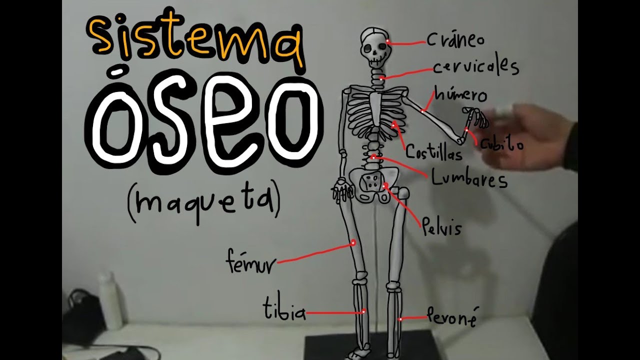 Sistema Oseo (maqueta de papel)