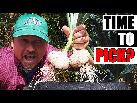 How To Grow An Onion From An Onion Bottom 2019