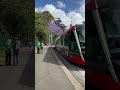 Jacaranda, Central Station, Sydney, Australia