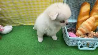 ハーフ犬の動画01