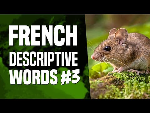 Learn French Vocabulary: Description Words (Part III) - Lesson #92 | OUINO.com