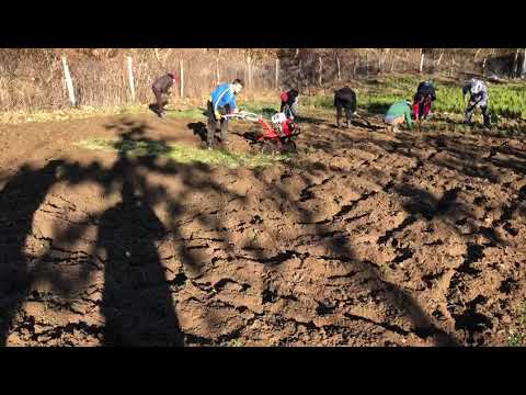 Lucrări în pepinierele Direcției Silvice Mehedinți din cadrul Romsilva