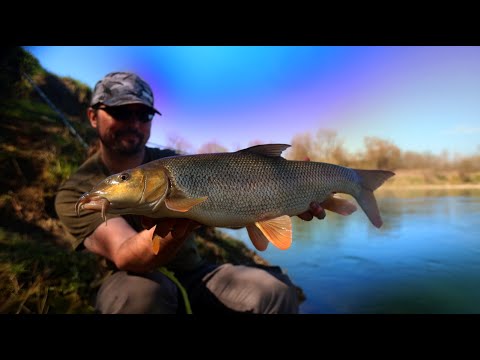 Feederom na mrene, sistem i prihrana