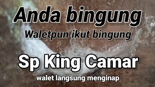 Download lagu Sp King Camar. Suara panggil jernih, walet langsung menginap.  mp3