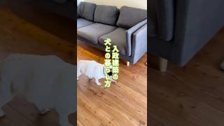 【入政建築】犬と暮らして気づいた、家づくりのこと