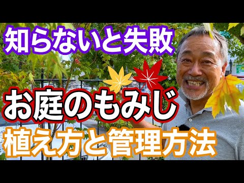 色のついた樹皮と新芽を持つ木本植物 ガーデンデザイン