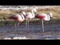 Chilean Flamingo Phoenicopterus Chilensis