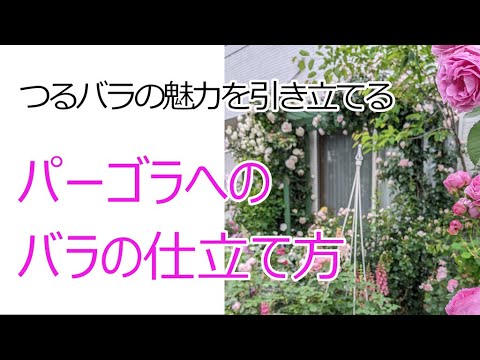 成長の早いつる性植物 - Wisteria sinensis - Chinese Wisteria