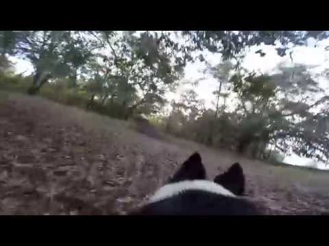 Secret  Fetching sheep