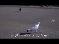 Khair Is Bat Ko Tu Chor Bta Kaisi H Tahzeeb Hafi