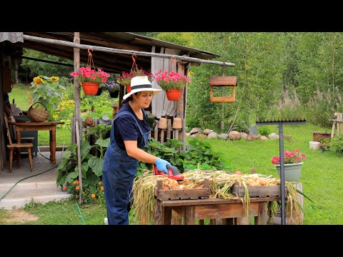 Ein kleines Paradies am Waldrand. Gesundes Landleben. Pflaumendessert. Blumen zum Tee