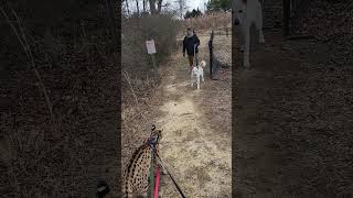 Pouncer gets spooked n bolts from a dog.