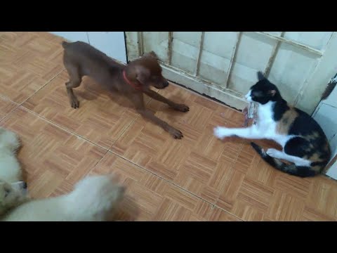 Angry Kitten Growling And Hitting Puppies By Fighting for Food