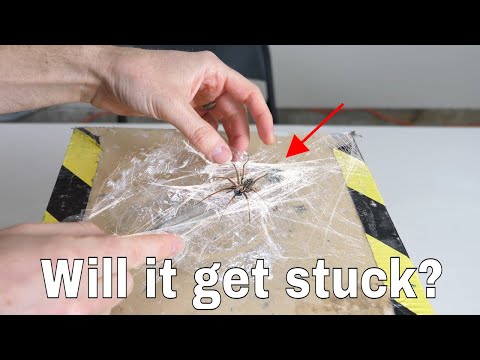 Guy Tests Out Whether Spiders Ever Get Caught In Their Own Webs