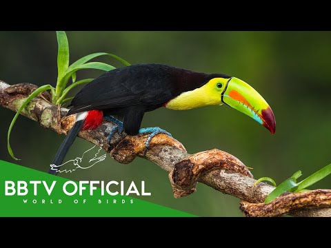 10 Most Beautiful Toucans On Planet Earth | Wildlife Documentary | BBTV Official